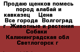 Продаю щенков помесь пород алабай и кавказец. › Цена ­ 1 500 - Все города, Волгоград г. Животные и растения » Собаки   . Калининградская обл.,Светлогорск г.